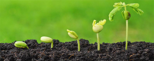 Growing Growing